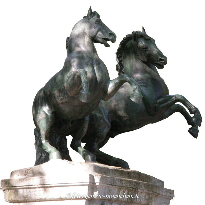 Wilde Pferde