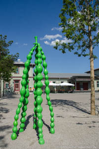 Sophora Sophia – Foto aus München