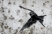 Gerhard Willhalm – Stencil - Kolibri