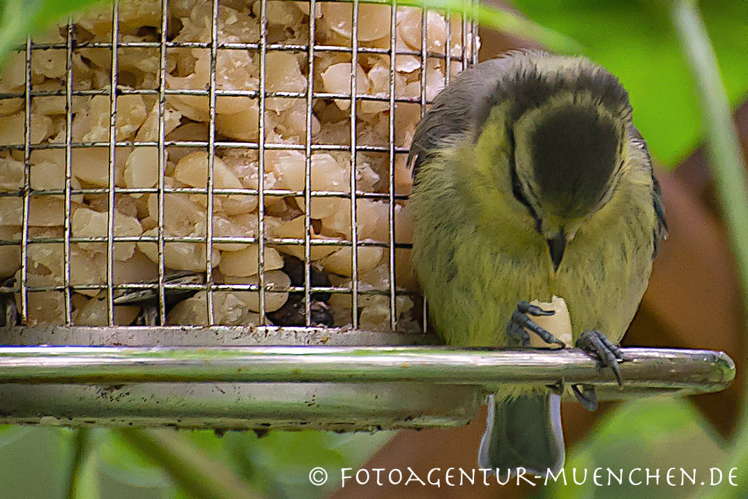 Vogel am Futterplatz