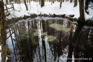 Teifirührdi am Seehamer See