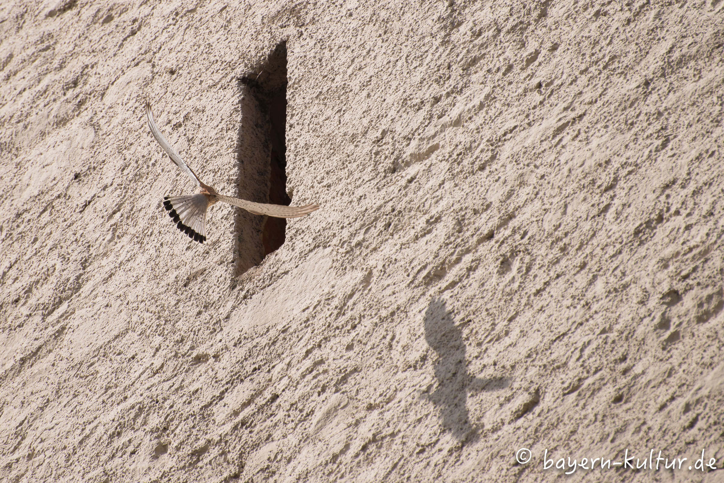 Turmfalke auf Burg Falkenstein