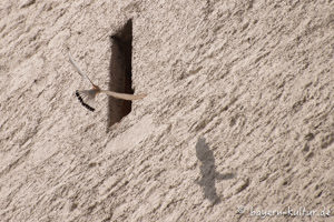 Turmfalke auf Burg Falkenstein