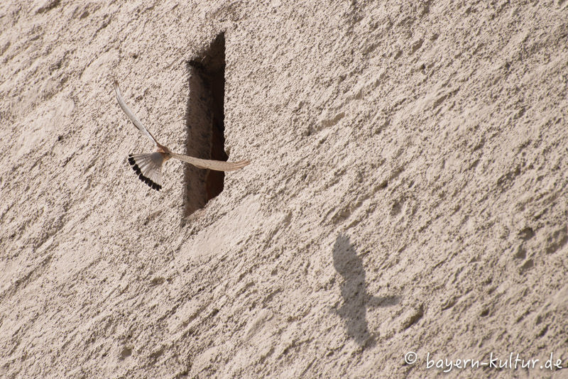 Turmfalke auf Burg Falkenstein