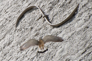 Turmfalke auf Burg Falkenstein