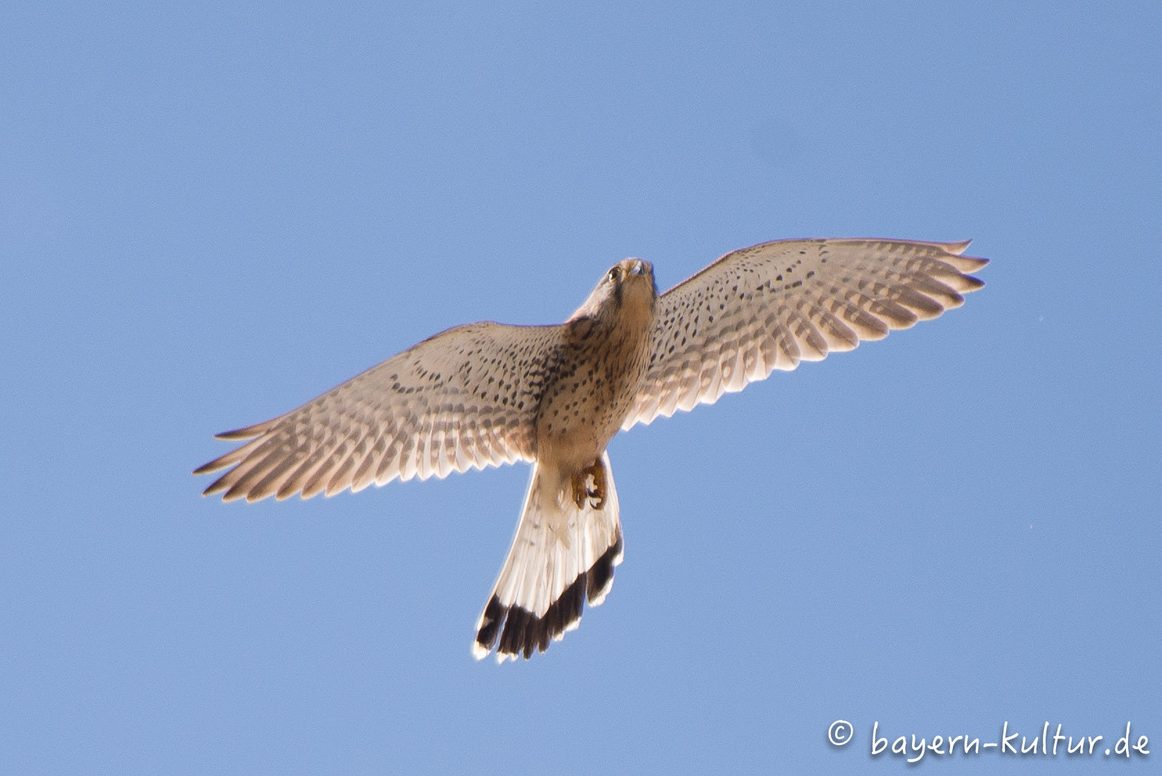 Turmfalke auf Burg Falkenstein