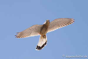 Turmfalke auf Burg Falkenstein