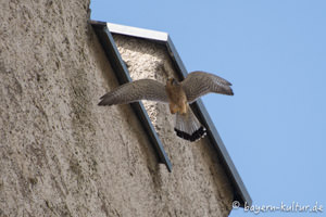 Turmfalke auf Burg Falkenstein