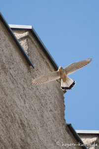 Turmfalke auf Burg Falkenstein