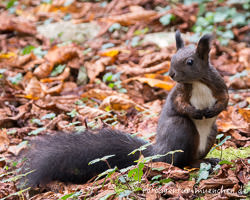 Eichhörnchen – Foto aus München