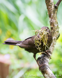 Amsel beim Nestbau