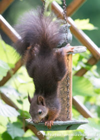 Eichhörnchen – Foto aus München