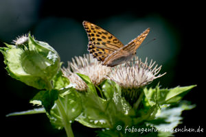 Schmetterling