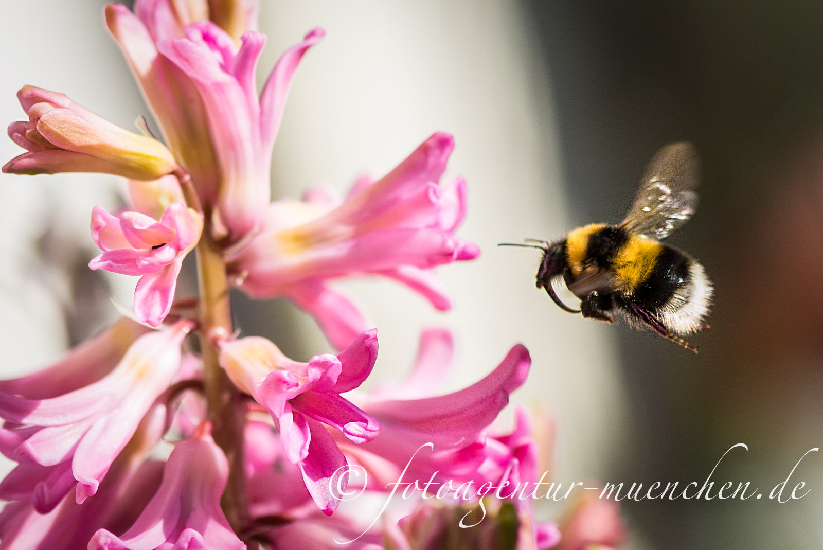Hummel