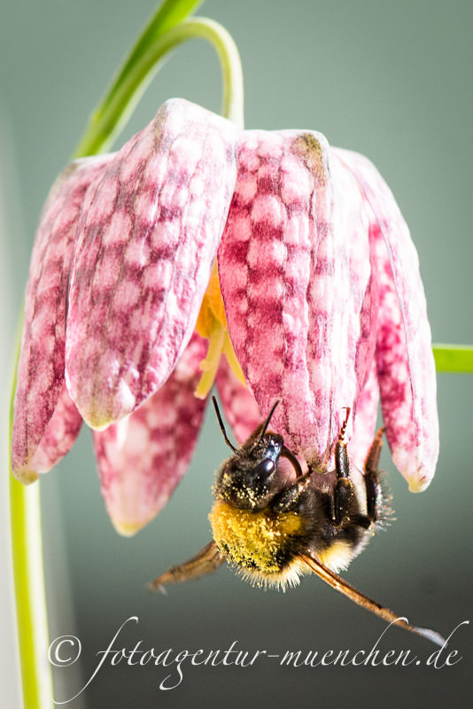 Hummel