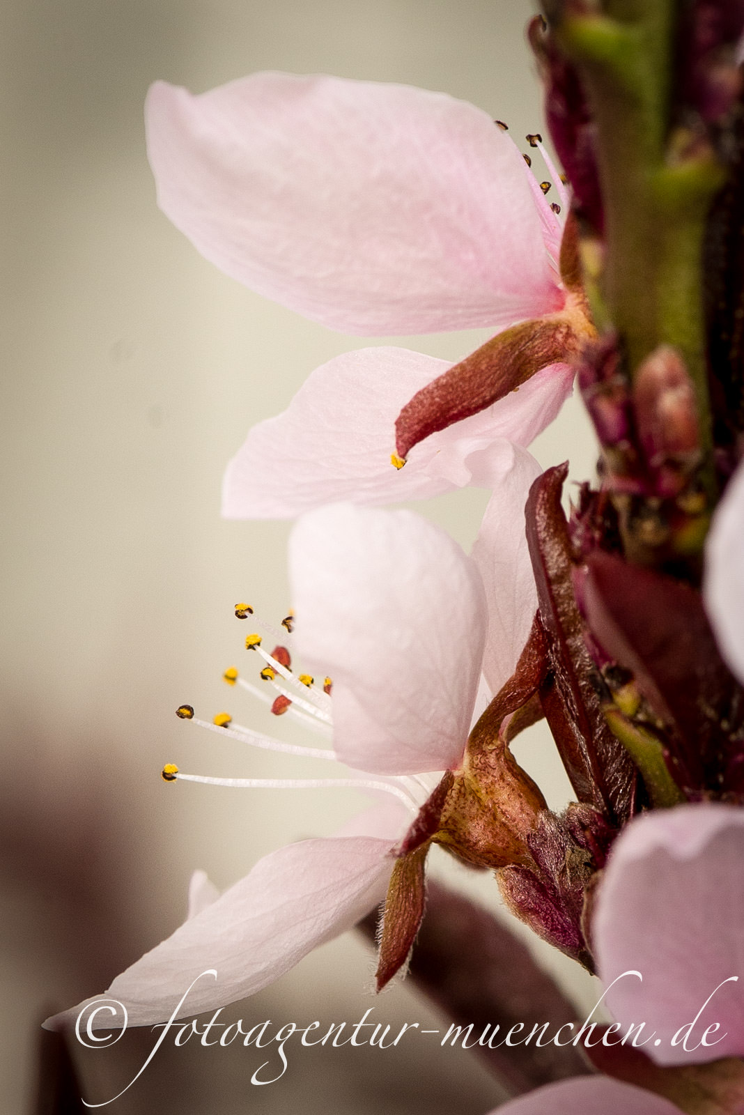 Pfirsichblüte