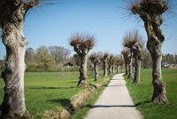 Lindenallee bei Unterzeismering