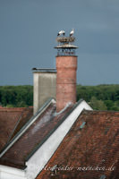 Störche in Dillingen