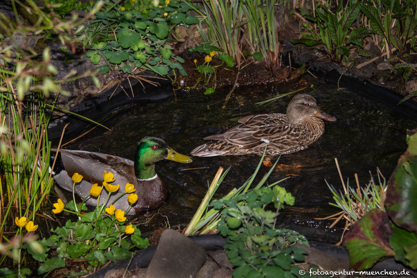 Enten