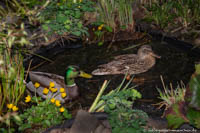 Gerhard Willhalm – Enten