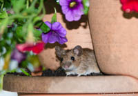 Maus im Blumentopf – Foto aus München
