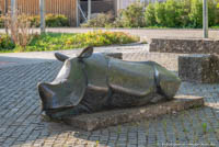 Junges Nashorn – Foto aus München