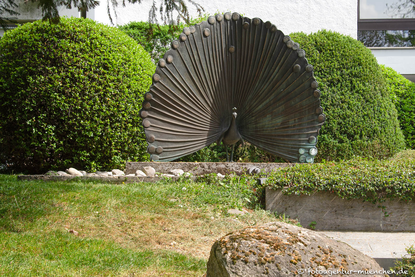 Radschlagender Pfau