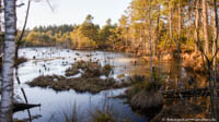 Gerhard Willhalm – Weiher in den Spatenbräufilzen