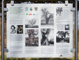 Gerhard Willhalm – Königseiche, Maximilianseiche - Infotafel