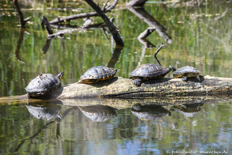 Schildkröten am Inn