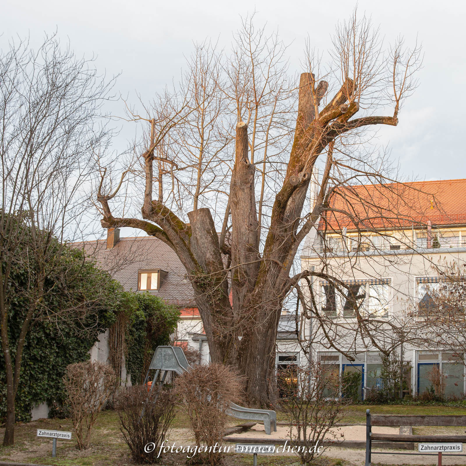 Winterlinde