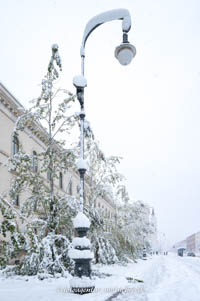 Durch den Schneefall beschädigte Bäume in der Ludwigstraße – Foto aus München