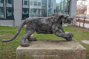 Löwin – Foto aus München