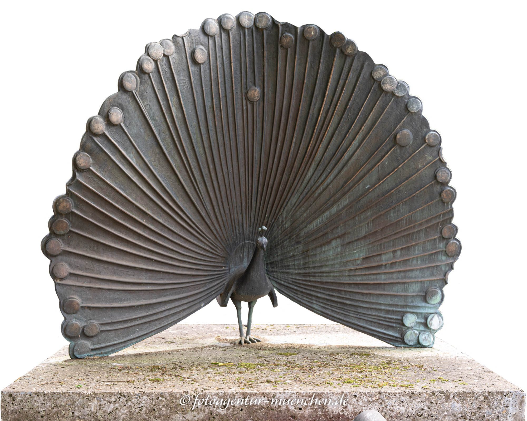 Radschlagender Pfau