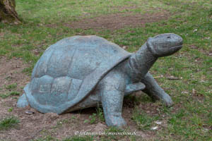 Schildkröte – Foto aus München