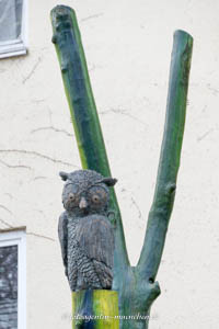 Eule – Foto aus München