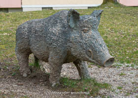 Schuster Steffen - Wildschwein