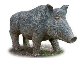 Wildschwein – Foto aus München
