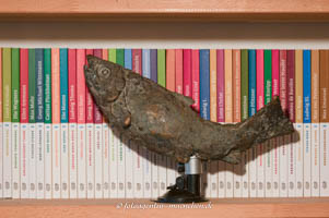 Fisch im Regal – Foto aus München