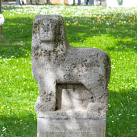 Löwe – Foto aus München