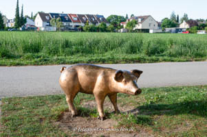 Schwein – Foto aus München