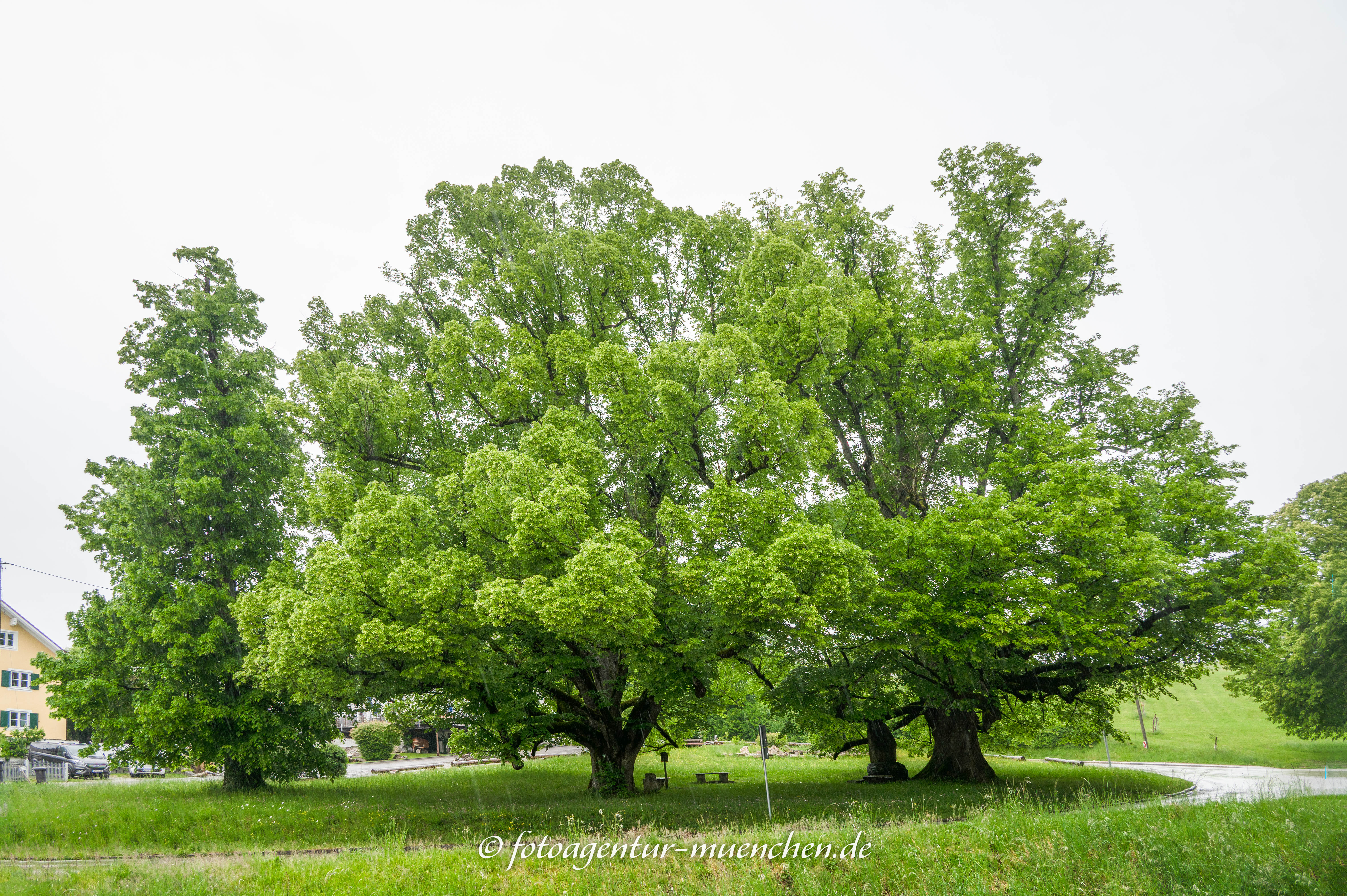 Die alten Linden von Wessobrunn