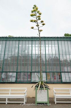  – Agavenblüte im Nymphenburger Schlosspark