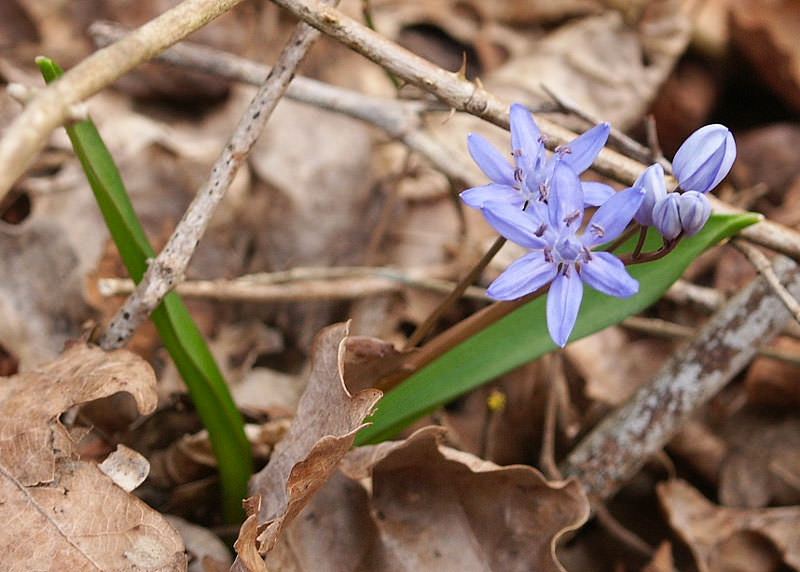   Blaustern