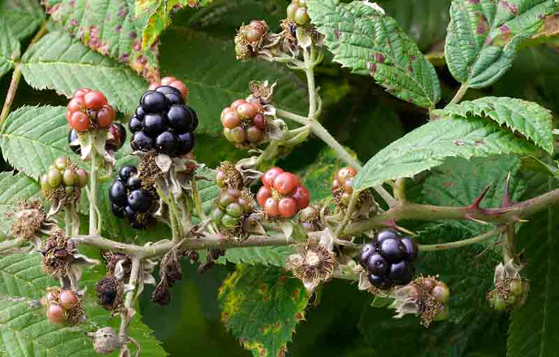   Brombeeren