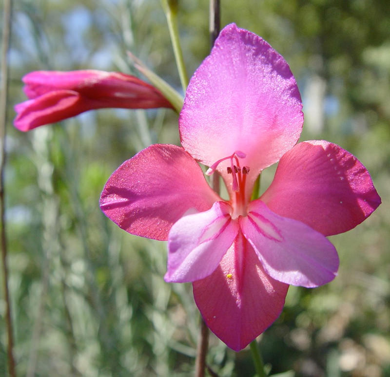   Gladiole