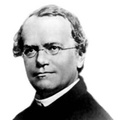 Mendel Gregor 