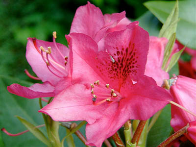   Rhododendron