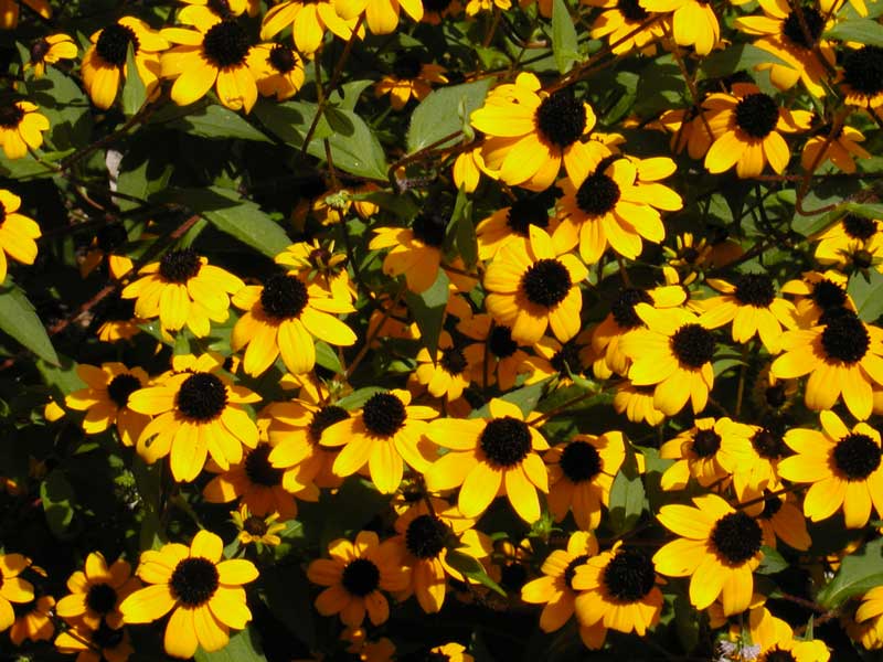   Rudbeckia