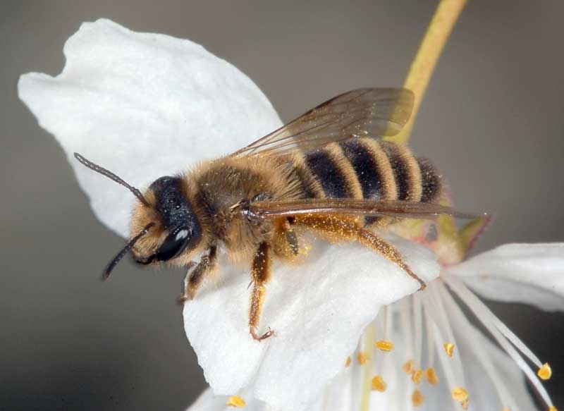   Sandbienen